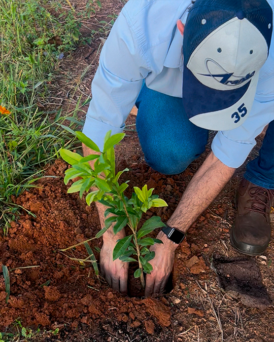 Projeto SOS Uruçu Amarela - Foto 1