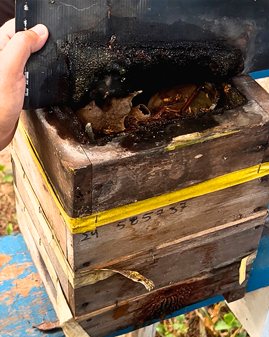 Projeto SOS Uruçu Amarela - Foto 1